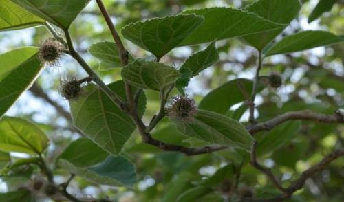 白角树结的白角能吃吗