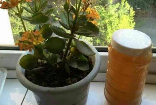 长寿花倒盆后用花多多几号肥