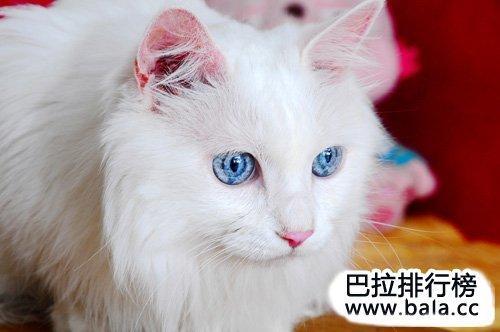 世界上最漂亮的猫是什么猫