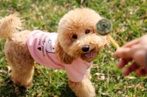 泰迪犬有什么优缺点