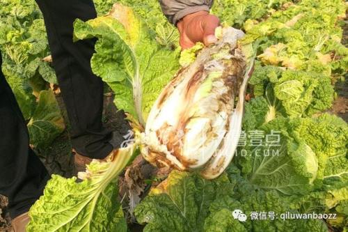 今年下半年娃娃菜如何