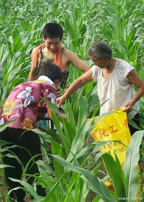 玉米缩节可以和尿素一块喷施吗