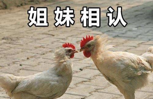 姐妹是什么意思