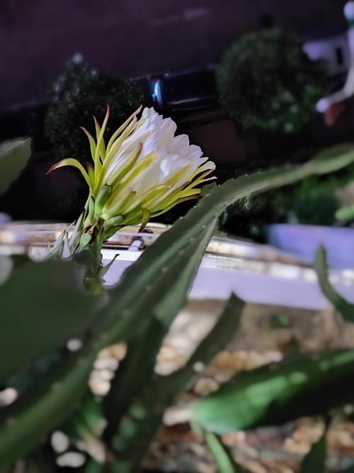火龙果开花说说朋友圈