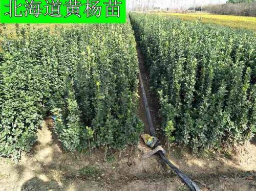 法国冬青做绿篱的优缺点