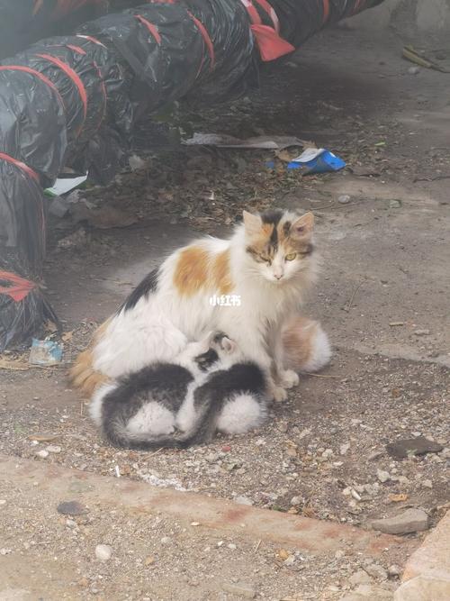 寻找流浪小奶猫最简单的方法