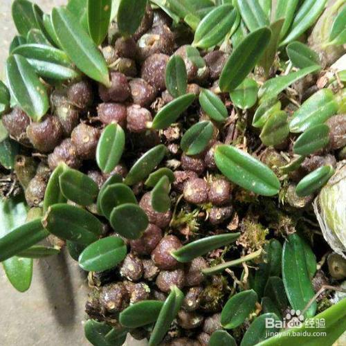 石豆怎么泡大