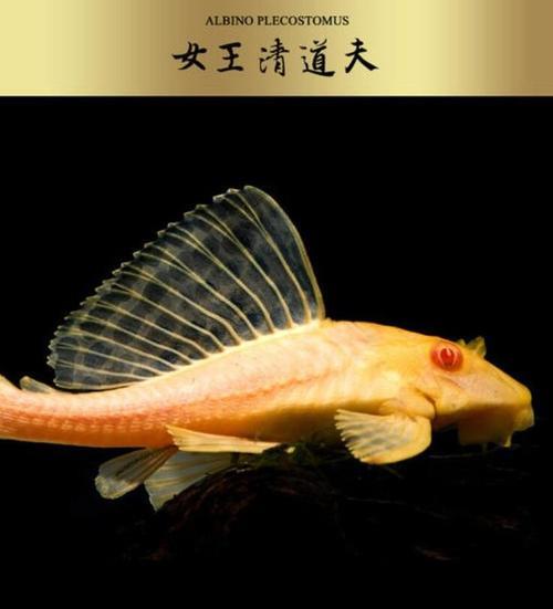 比较好养的热带鱼品种