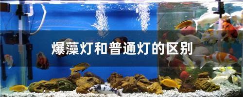 增艳灯爆藻效果怎么样