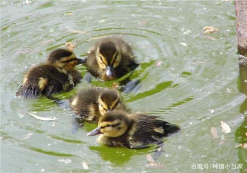 水润鸭性格