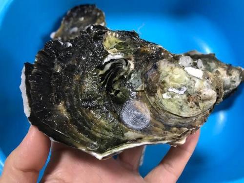 海蛎子和生蚝的区别