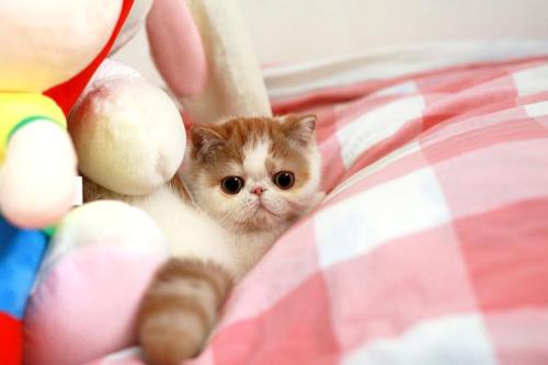 dd是什么品种的猫
