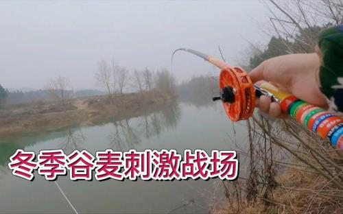 谷麦钓法技巧详解