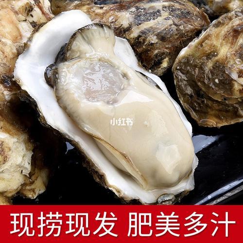 扇贝生蚝怎么保存