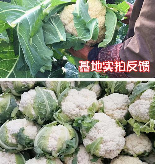花菜成熟时间表多长时间出花球