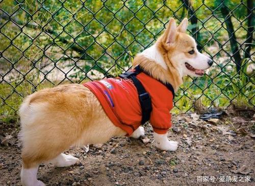 养一群柯基是什么体验