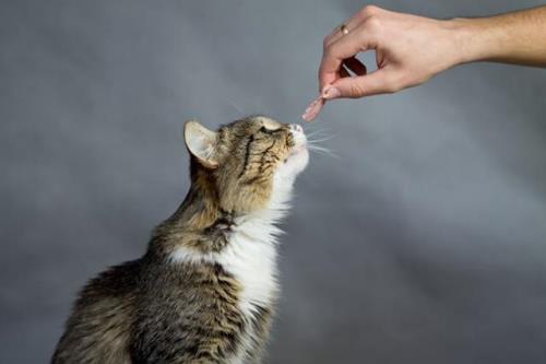 猫能吃羊肉吗