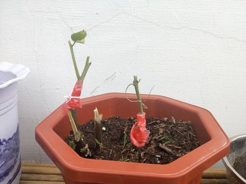 红薯嫁接西红柿的方法