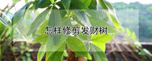 发财树修剪发财树如何修剪