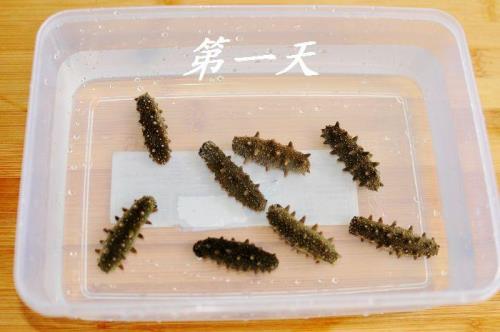 海参泡发的正确方法文案