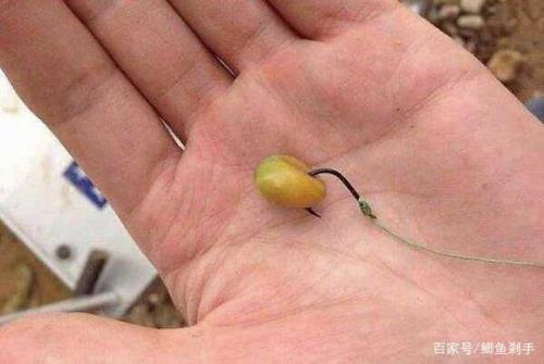 北方十月钓鱼可以用玉米吗