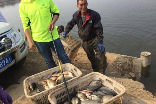 钓滑鱼为什么不用大力马