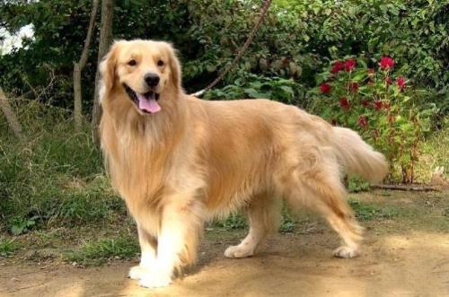 十大温顺大型犬