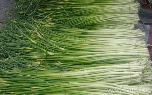 蒜苔和蒜苗有什么区别