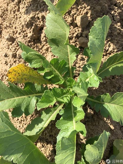 自己种的萝卜叶子发黄怎么回事