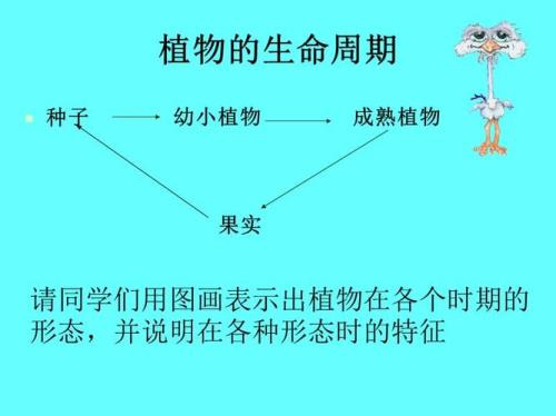 植物的周皮是怎样形成的