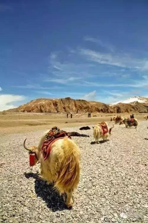 西藏藏族为什么不自己杀牦牛