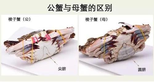 梭子蟹怎么去内脏