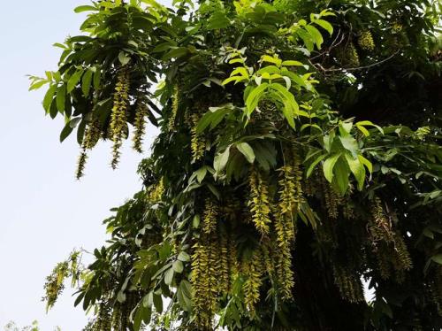 枫杨树皮能种兰花吗