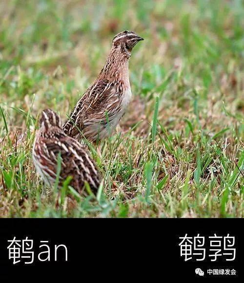 鹪鹩，读什么