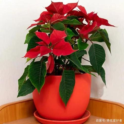 一品红灯笼冬天开花吗