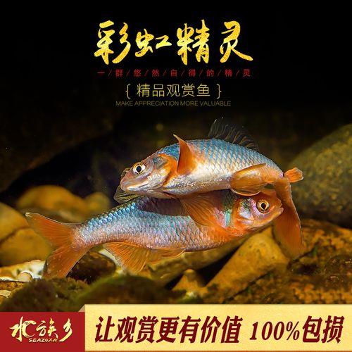 彩虹鲨鱼是冷水鱼吗