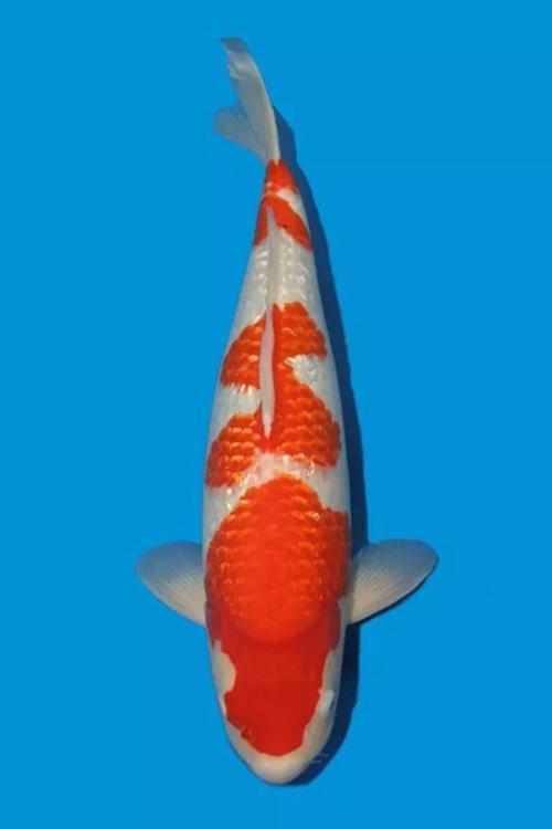 锦鲤身上出绯的鳞片能不能拔