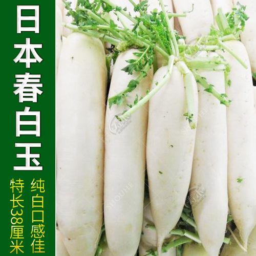 形容秋天的白萝卜的句子