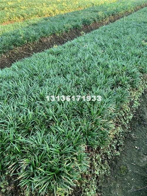 植物麦冬长什么样