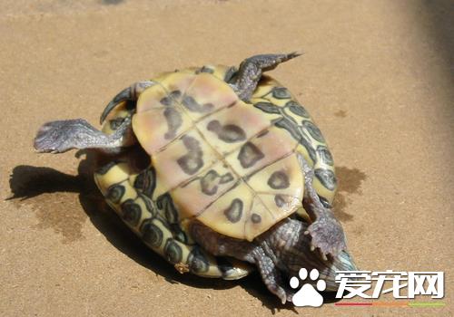乌龟爱往什么方向爬