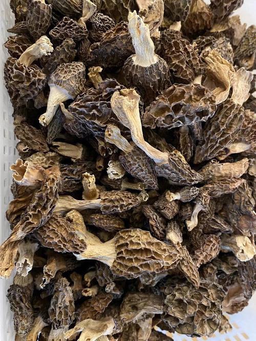 羊肚菌菇包要每天喷水吗