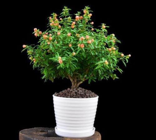 石榴花盆栽冬天养殖方法