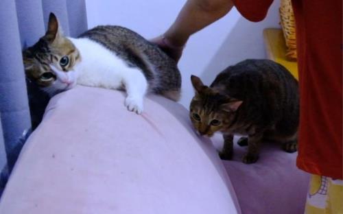 猫发育期间可以拍屁屁吗
