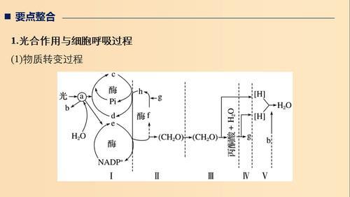 细胞代谢的主要场所是