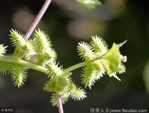 苍耳子鼻炎油的做法