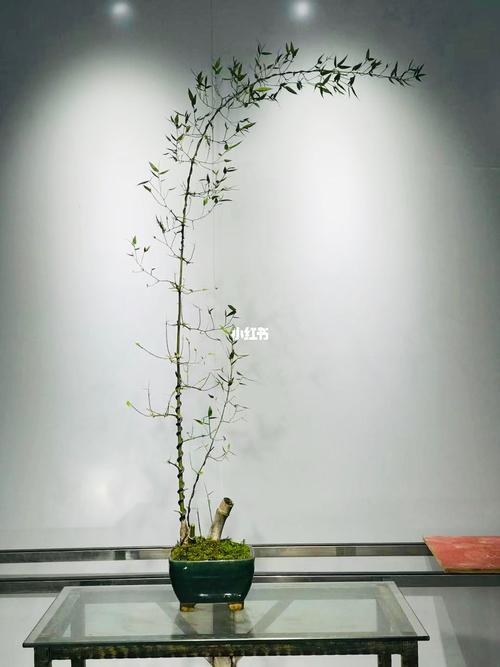 簕竹盆景如何修剪