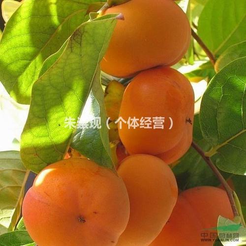 世界上最顶级的柿子品种名单