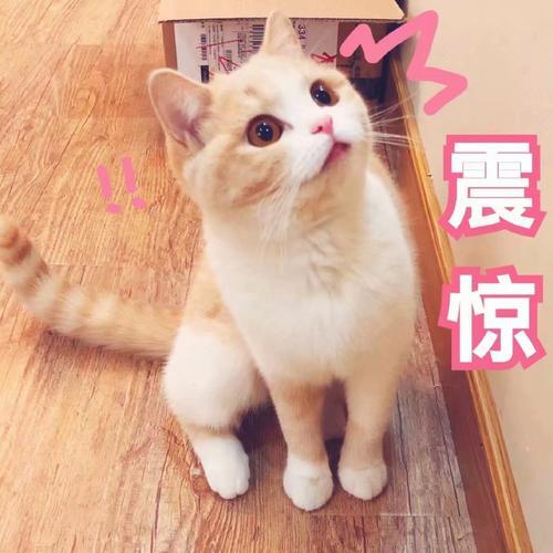 猫咪咕咕噜噜叫是为啥