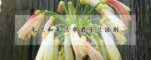 毛兰君子兰为什么长得慢