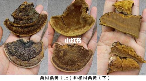 桑黄长在桑树的什么位置